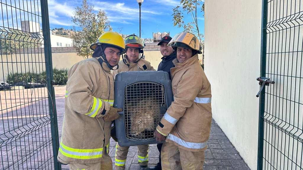 PC y Bomberos de Xonacatlán aseguran a&nbsp;felino