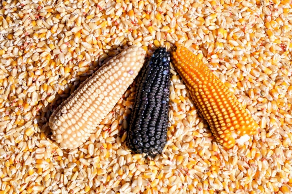 El maíz que nos nombra: Federación y EdoMéx unen esfuerzos para cuidar la raíz alimentaria